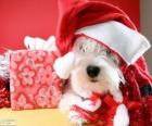 Noel Baba şapkası ve yeteneği ile köpek